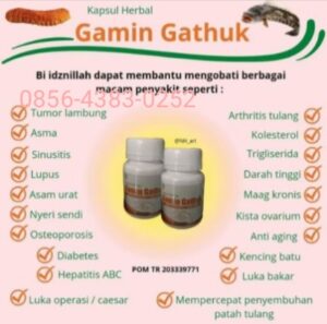 Gamat kapsul Gamin Gatuk